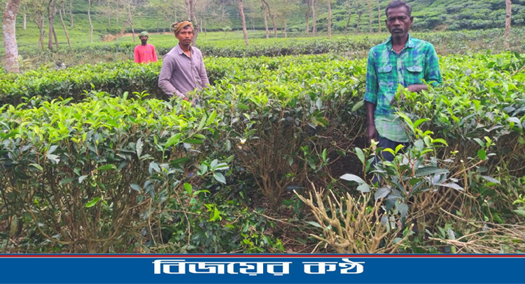 আধুনিকতার যুগেও চা শ্রমিকদের ছন্দহীন জীবন